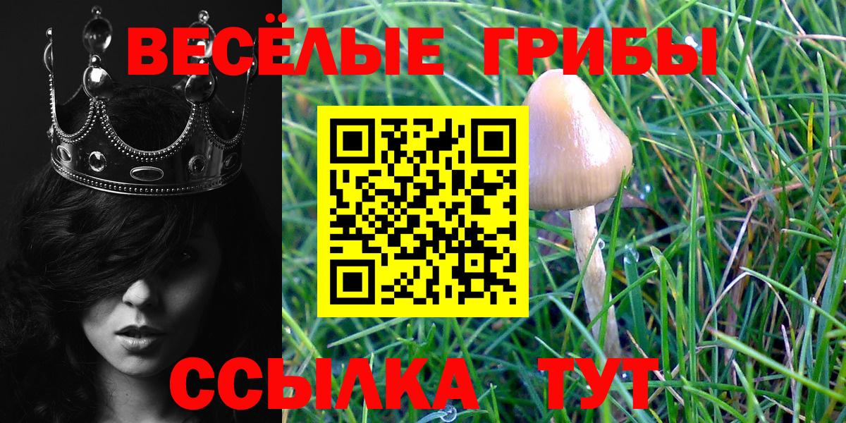 Псилоцибиновые грибы Psilocybine cubensis Тамбов
