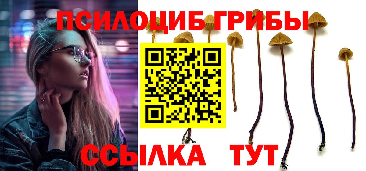 Псилоцибиновые грибы Psilocybe  Вход с VPN  Тамбов  Псилоцибиновые грибы GOLDEN TEACHER 